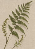 Fern on Linen artwork-only art print