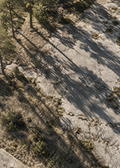 Pine Shadows No. 01, artwork-only poster