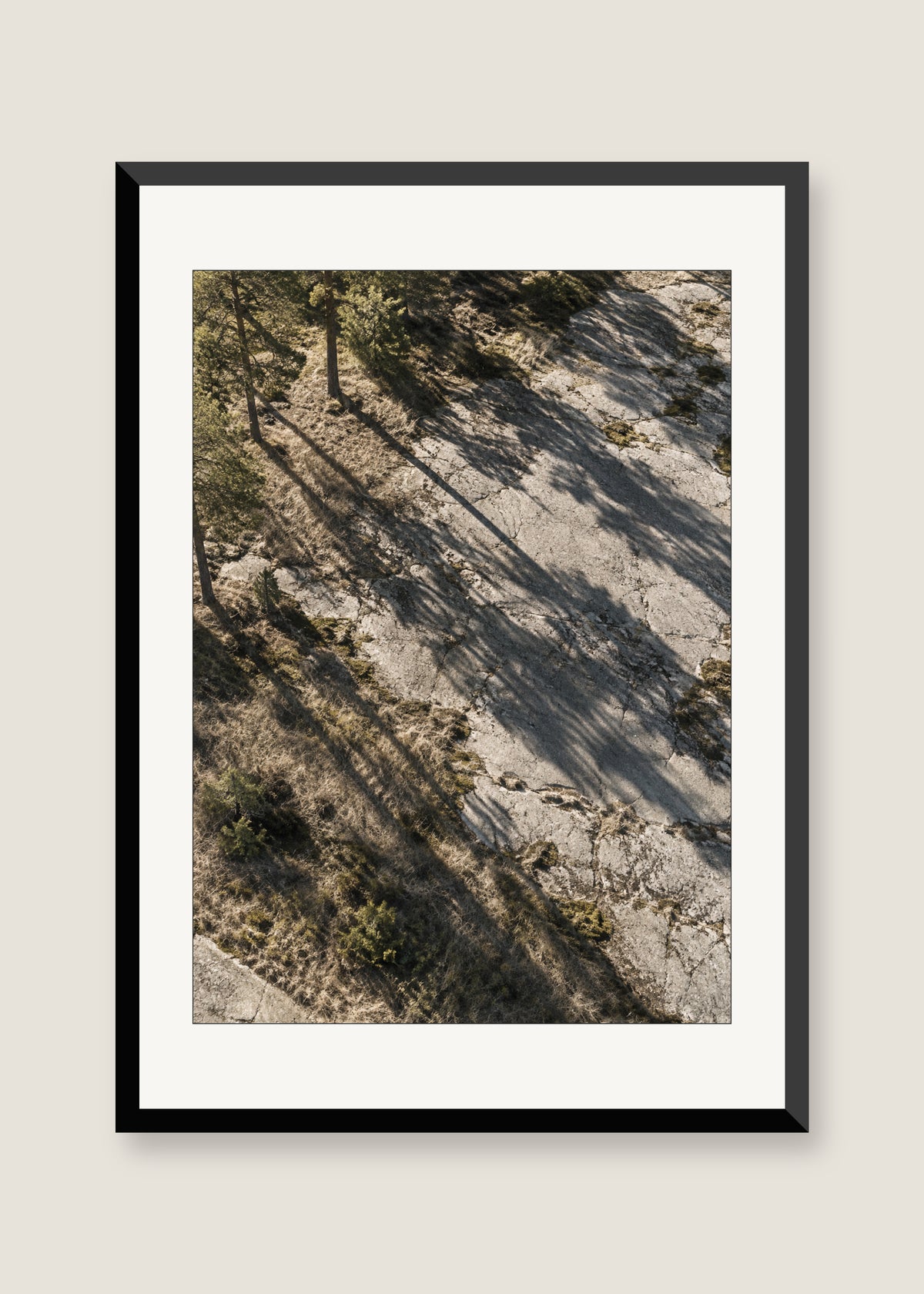 Pine Shadows No. 01, White mat with black frame