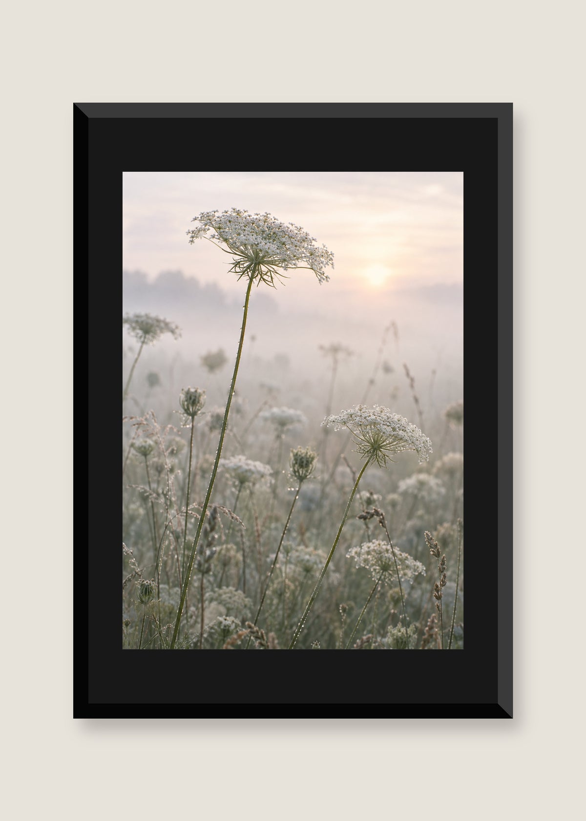 Queen Anne's Lace, Black mat with black frame