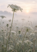 Queen Anne's Lace, artwork-only fine art print