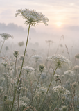 Queen Anne's Lace, artwork-only fine art print