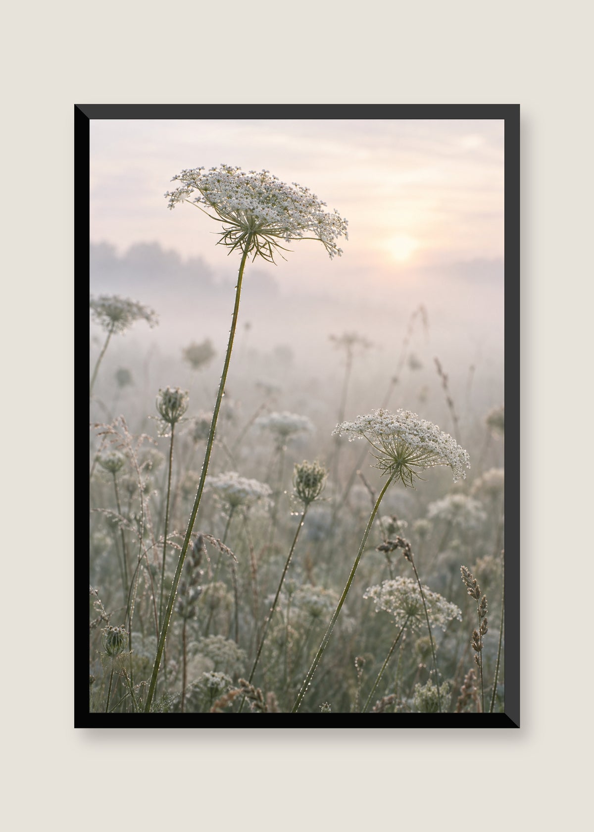 Queen Anne's Lace, No mat with black frame