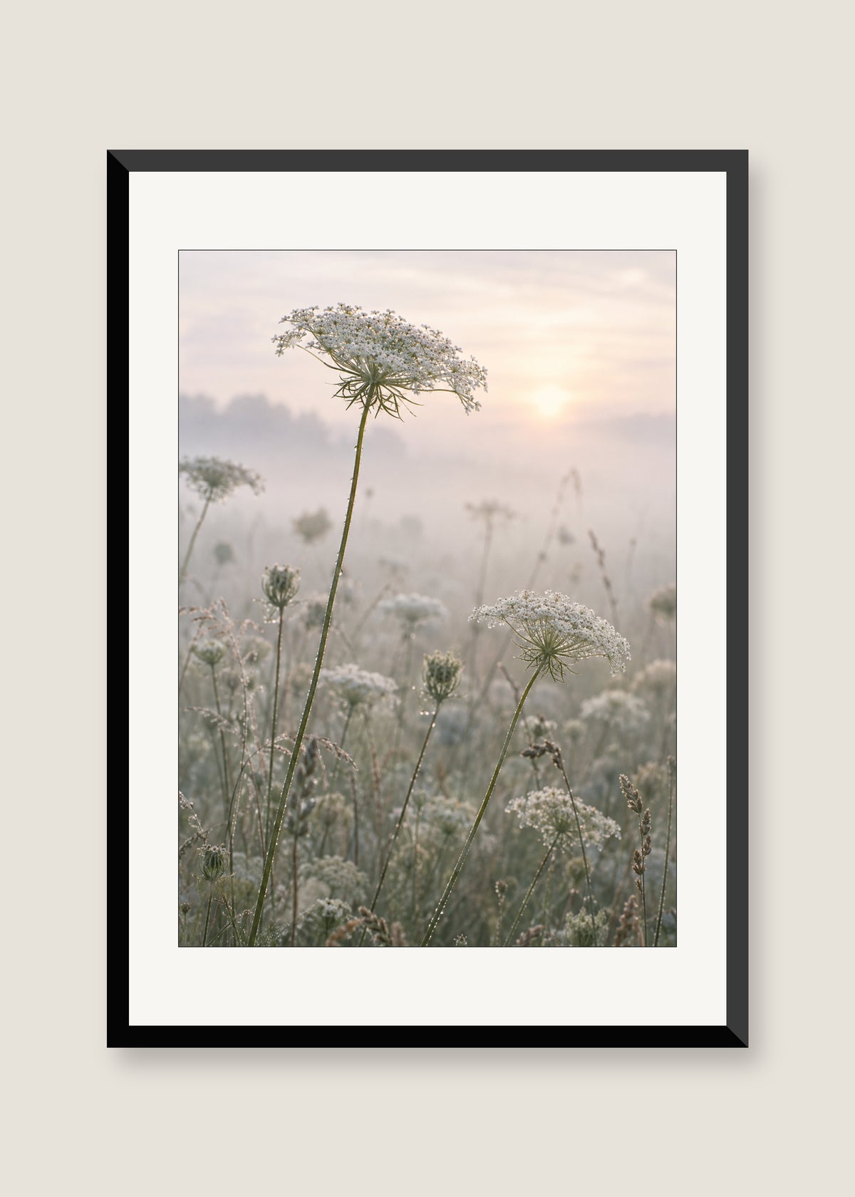 Queen Anne's Lace, White mat with black frame