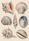 Shell Study in Indigo, artwork-only poster