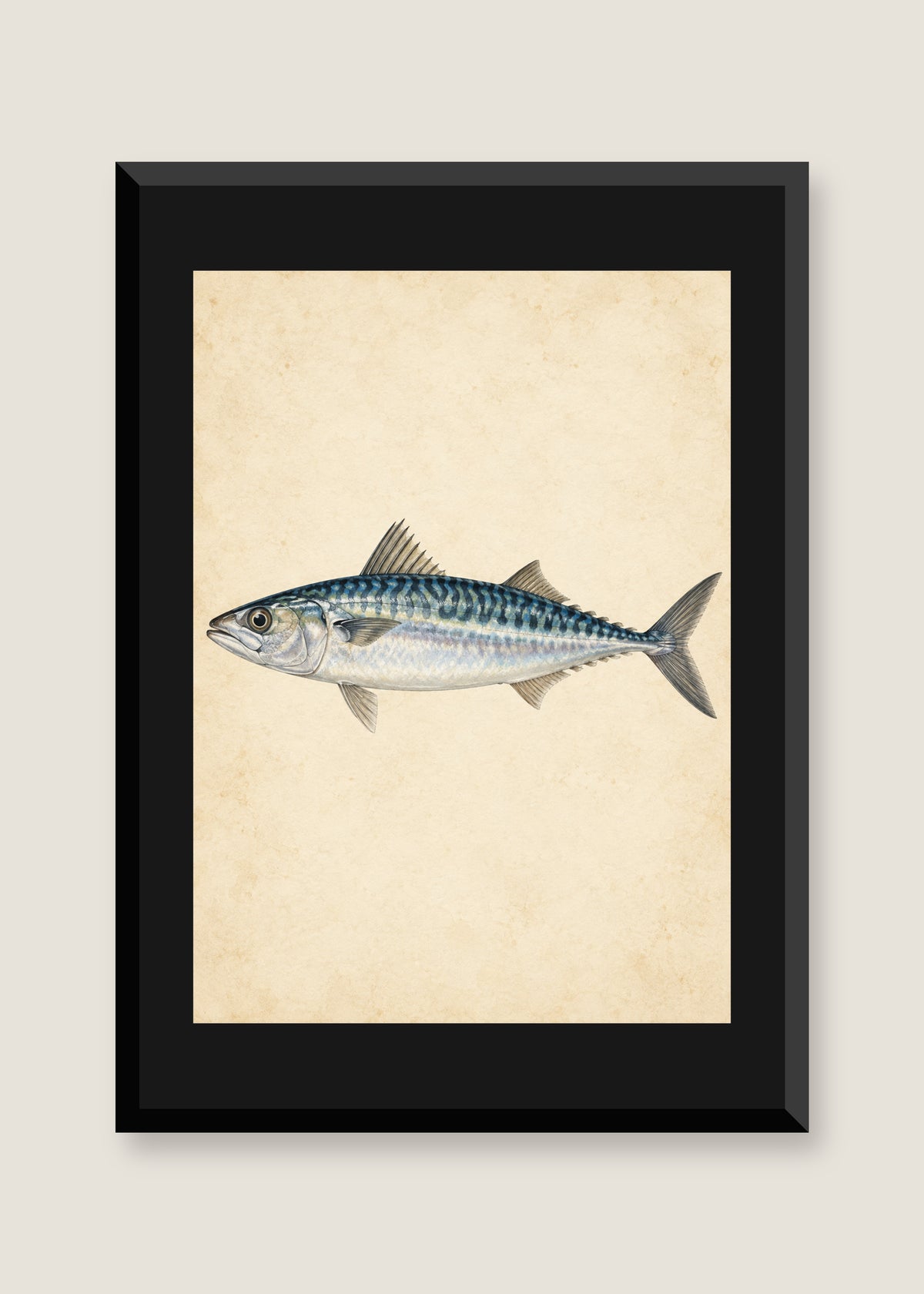 Silver Mackerel Study, Black mat with black frame