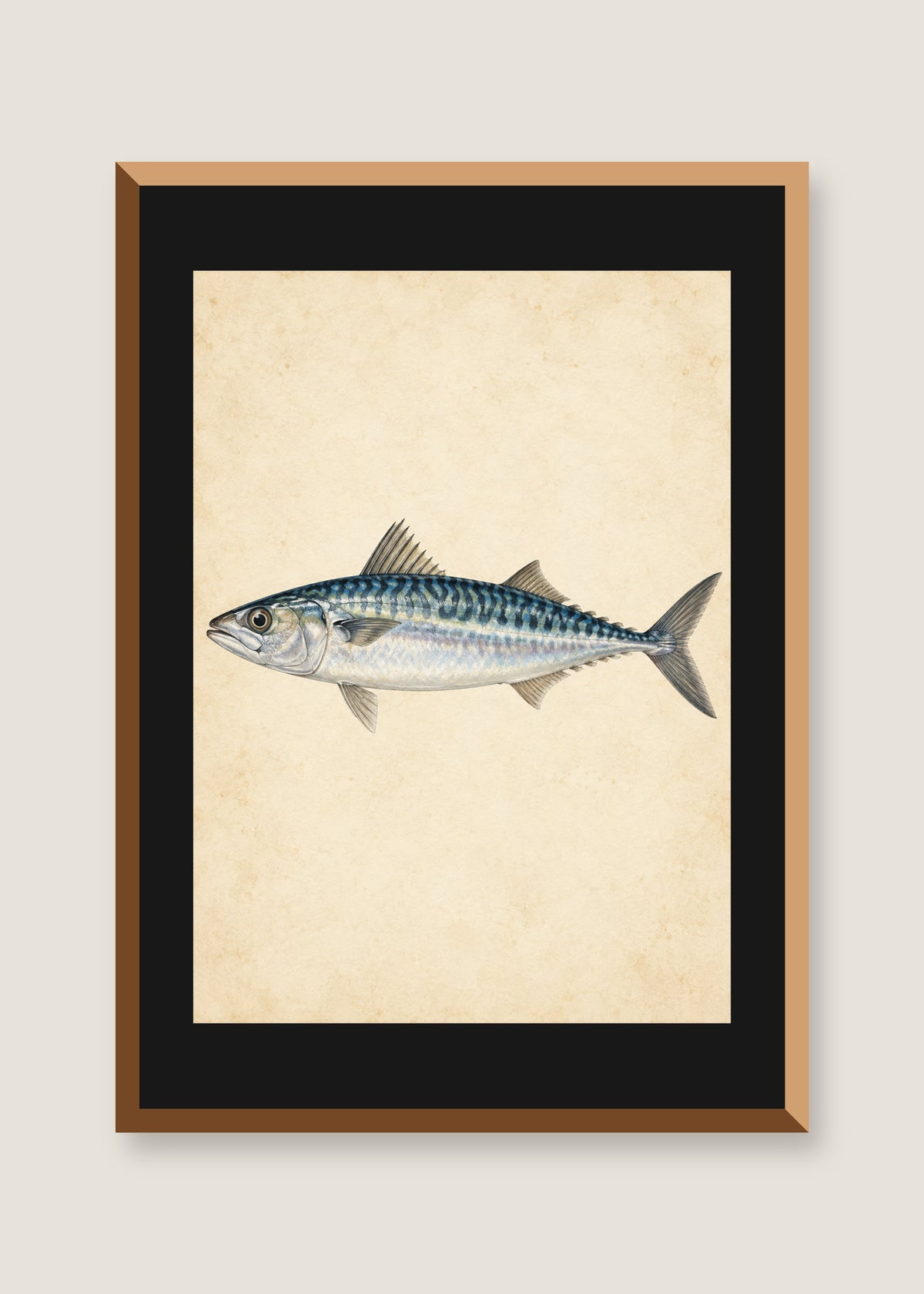 Silver Mackerel Study, Black mat with natural oak frame