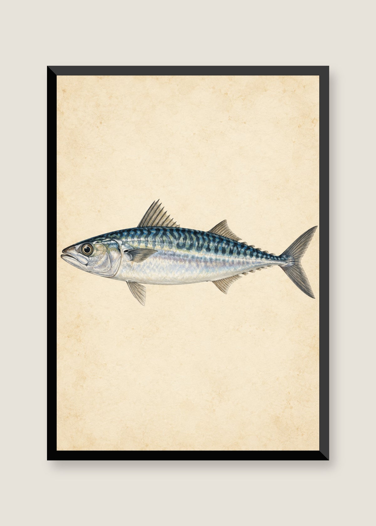 Silver Mackerel Study, No mat with black frame
