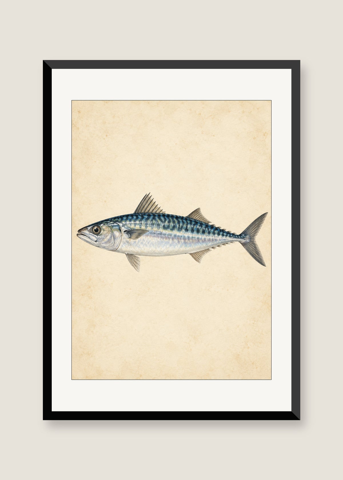 Silver Mackerel Study, White mat with black frame