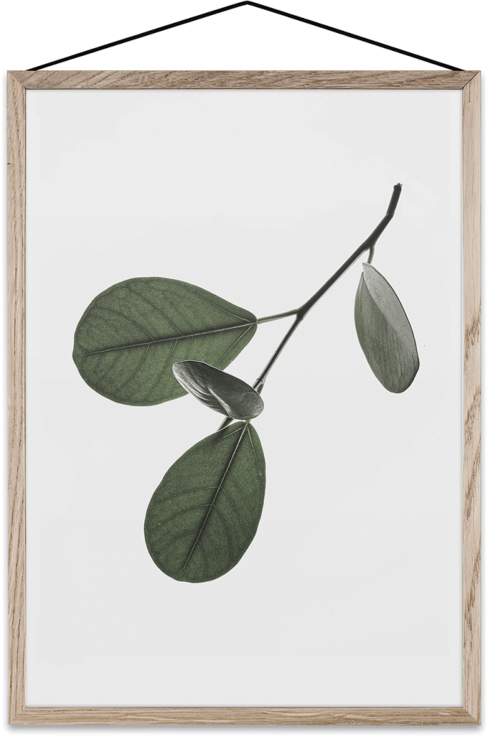 Floating Leaves Transparent Print 05