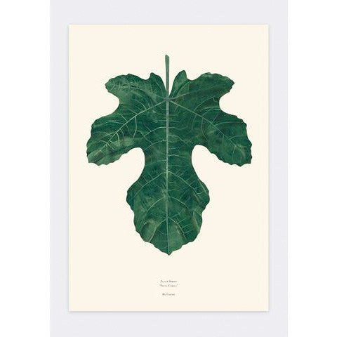 Ficus Carica Print by Garmi