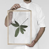 Floating Leaves Transparent Print 06