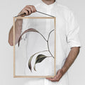 Floating Leaves Transparent Print 07