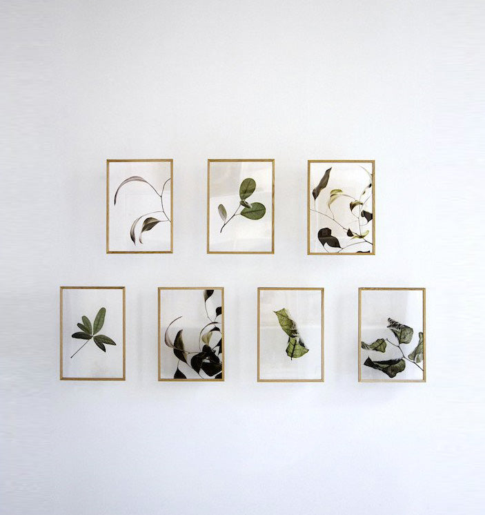 Floating Leaves Transparent Print 09