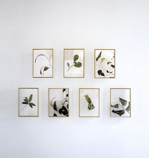Floating Leaves Transparent Print 07