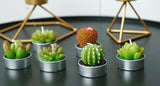 Cactus candle set